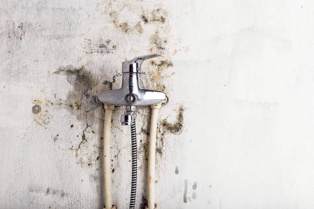 Trusted Kings Park, VA Mold Removal Experts