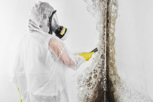 Best Black Mold Removal  in Kings Park, VA