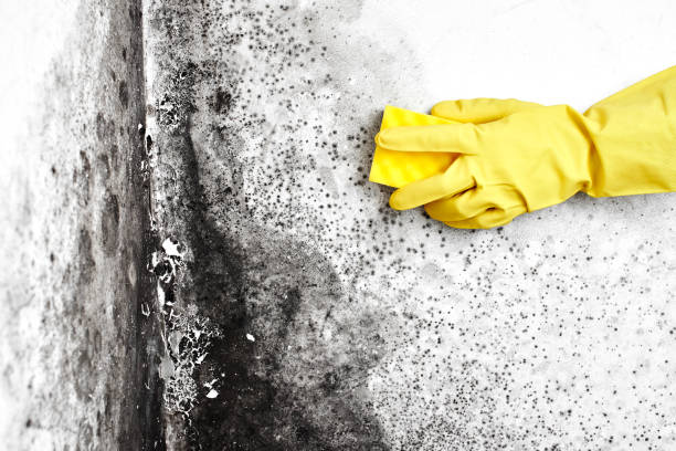 Best Mold Testing  in Kings Park, VA