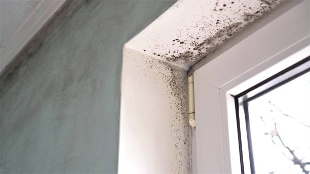 Best Certified Mold Removal  in Kings Park, VA