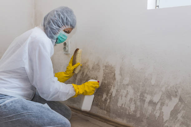 Mold Removal Process in Kings Park, VA