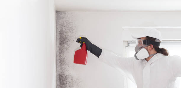 Best Toxic Mold Removal  in Kings Park, VA