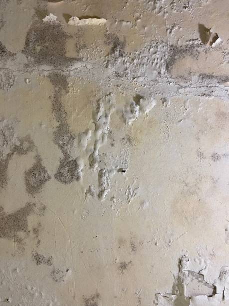 Best Mold Remediation  in Kings Park, VA