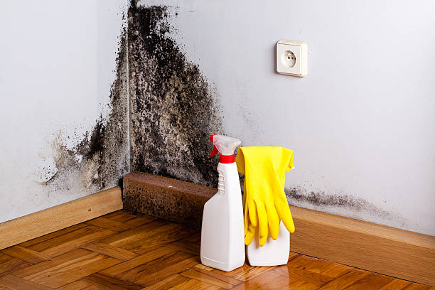 Best Best Mold Removal Companies  in Kings Park, VA