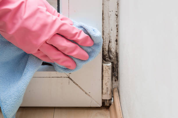 Best Professional Mold Removal  in Kings Park, VA