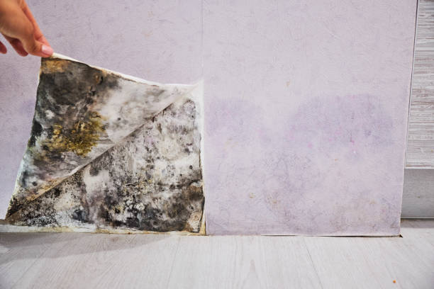 Best Crawl Space Mold Removal  in Kings Park, VA